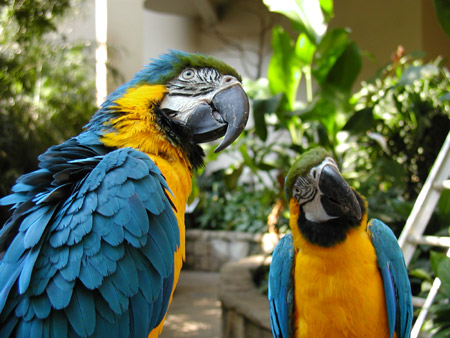 Aviary in Niagara Falls