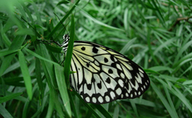 Butterfly Garden