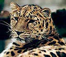 Amur Leopard