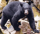 Black Bear