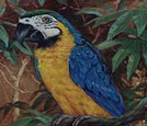 Macaw