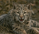 Bobcat