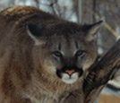 Cougar