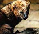 Fisher