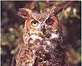 Great Horned Owl