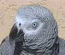 African Grey Parrot