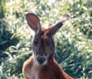 Kangaroo