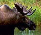 Moose
