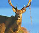 Red Deer