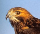 Red Tailed Hawk