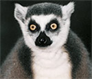 Lemur