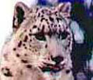 Snow Leopard