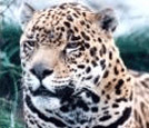 Spotted Jaguar