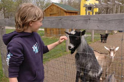 Petting Zoo