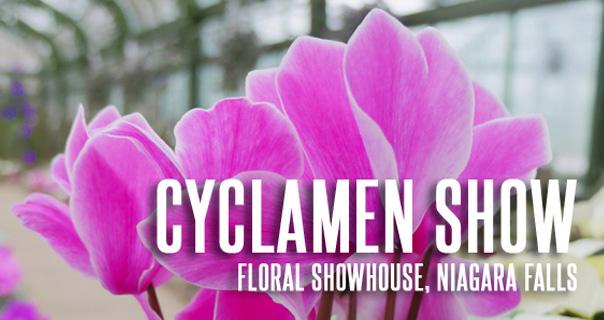 Floral Showhouse Cyclamen Show