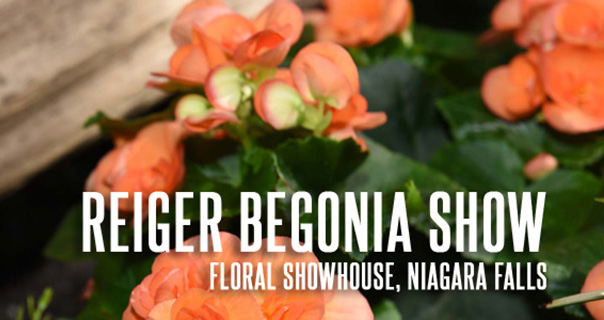 Floral Showhouse Reiger Begonias show