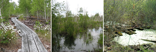 Wainfleet Wetland Bog