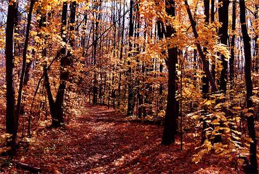 Niagara Escarpment