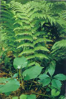 Ferns along the Sassafrass Stroll