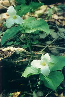 Trilliums in the Short Hills Provincial Park